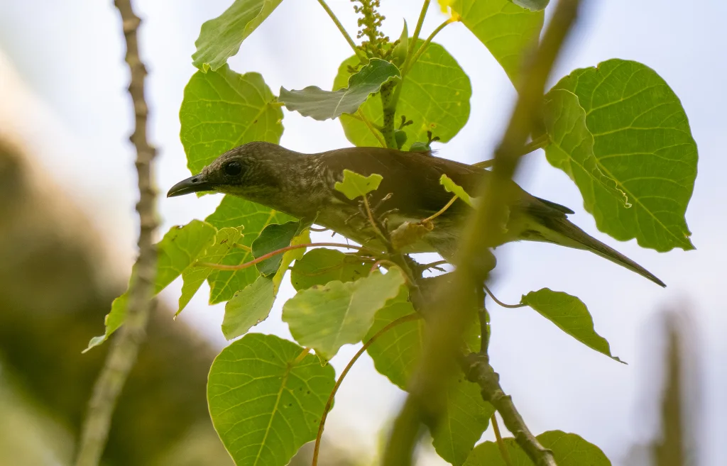 米岛旋木雀(Rhabdornis rabori)