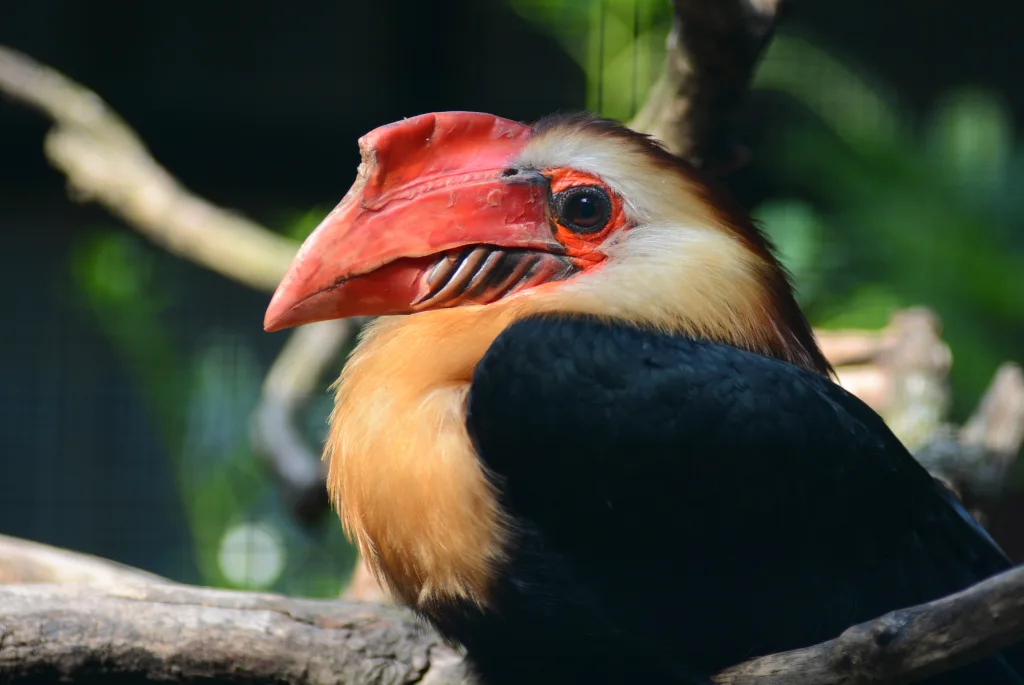 白头犀鸟（Rhabdotorrhinus leucocephalus）