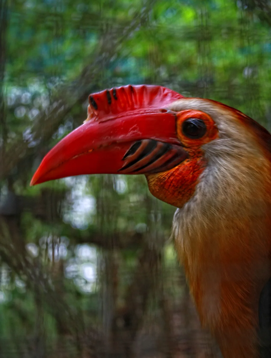 白头犀鸟（Rhabdotorrhinus leucocephalus）