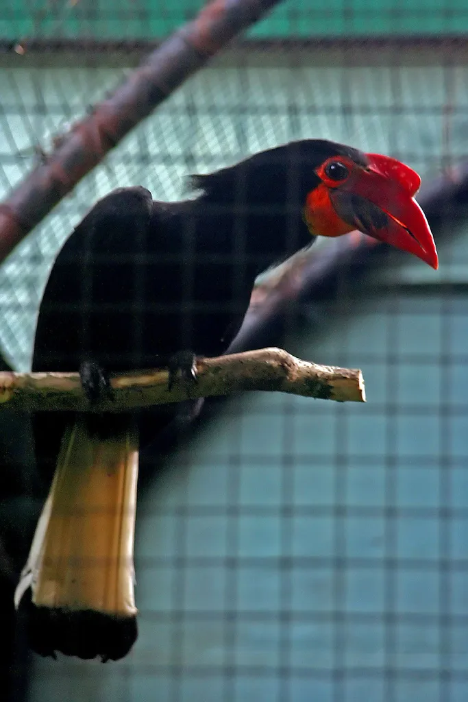 白头犀鸟（Rhabdotorrhinus leucocephalus）