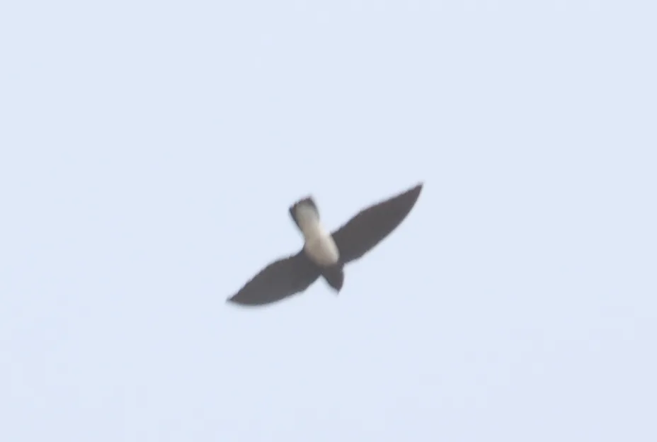 萨氏针尾雨燕(Rhaphidura sabini)