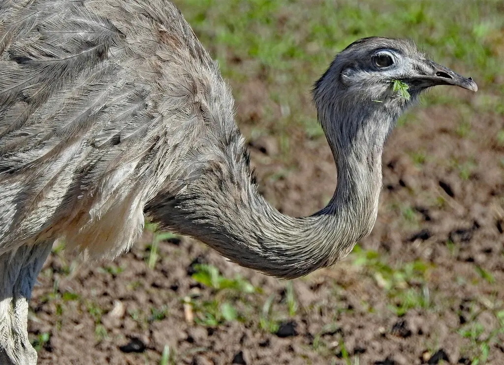 大美洲鸵(Rhea americana)
