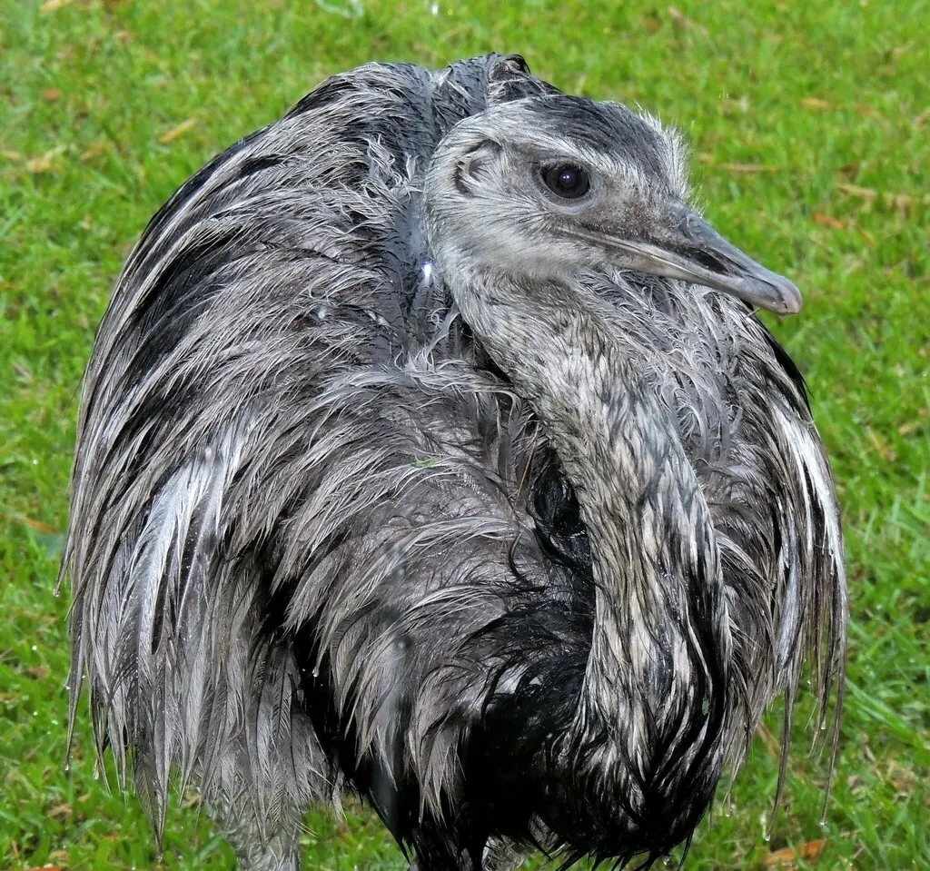 大美洲鸵(Rhea americana)
