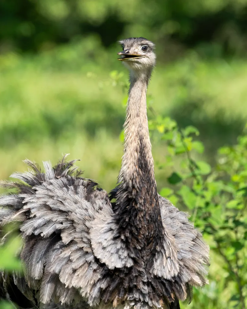 大美洲鸵(Rhea americana)