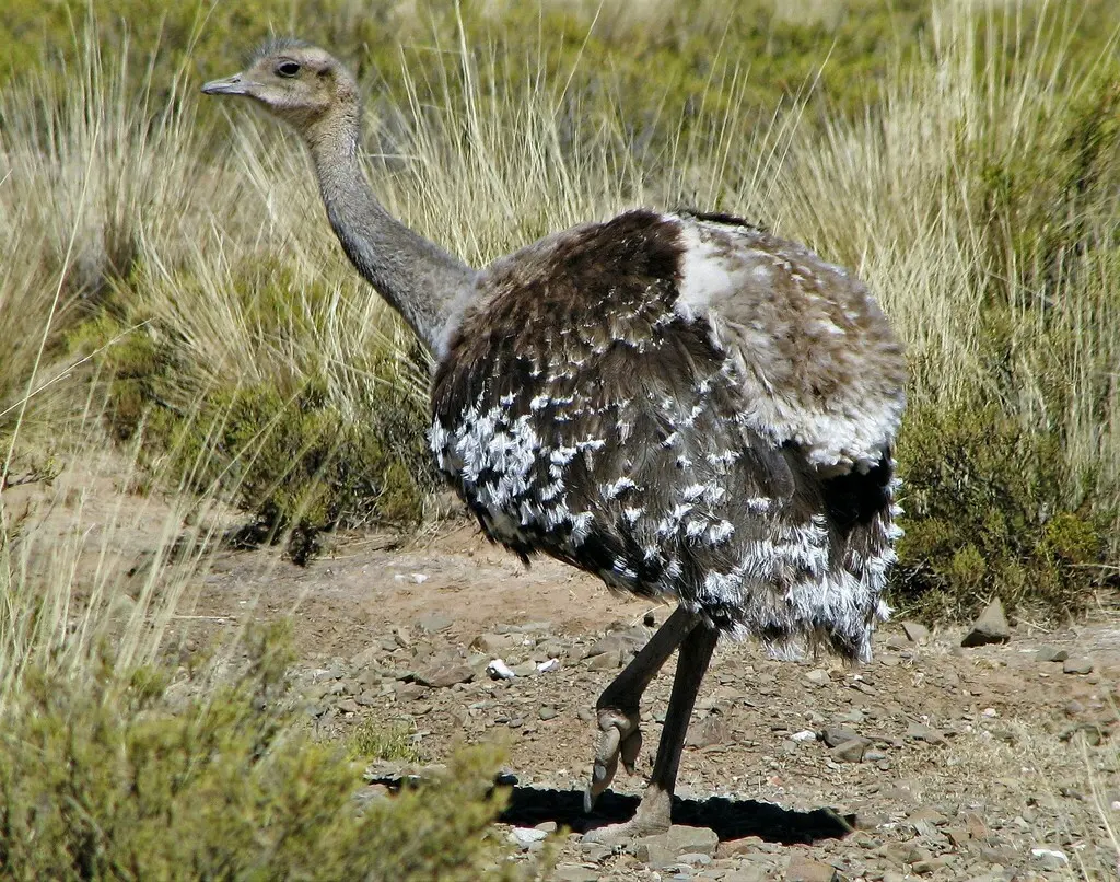 小美洲鸵(Rhea pennata)