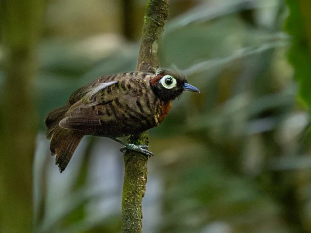 橙颊蚁鸟(Rhegmatorhina berlepschi)