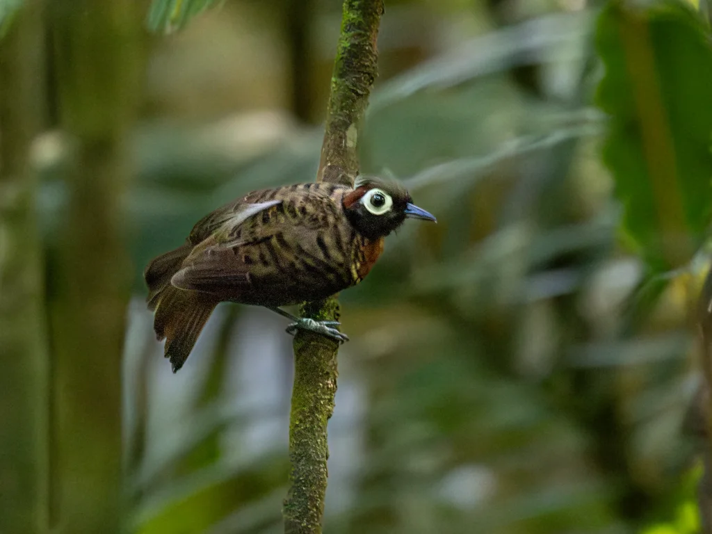 橙颊蚁鸟(Rhegmatorhina berlepschi)