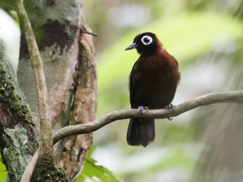 栗冠蚁鸟（Rhegmatorhina cristata）