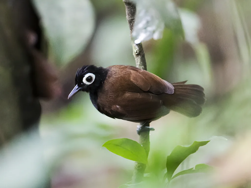 裸眼蚁鸟（Rhegmatorhina gymnops）