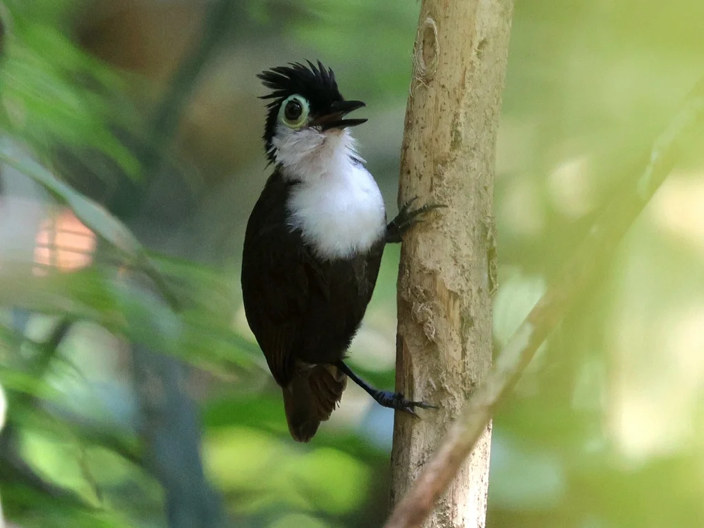 白胸蚁鸟(Rhegmatorhina hoffmannsi)