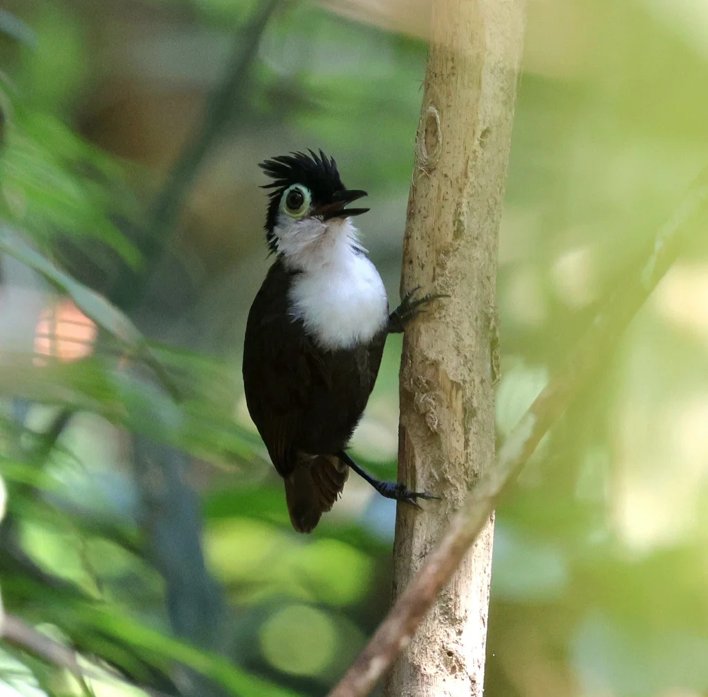 白胸蚁鸟(Rhegmatorhina hoffmannsi)