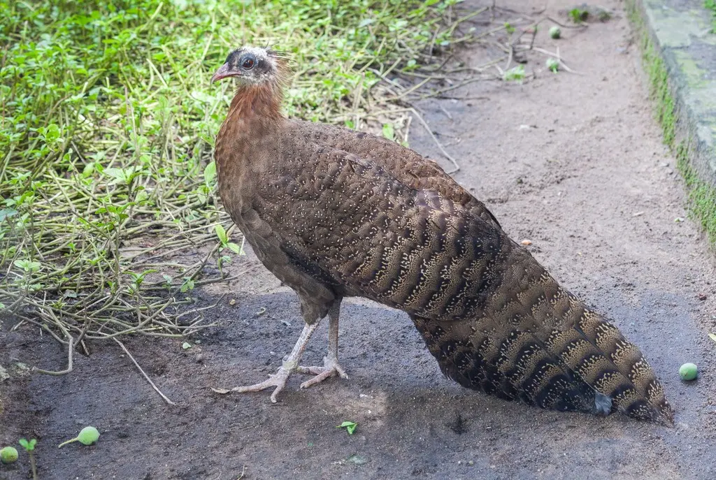 冠眼斑雉(Rheinardia ocellata)