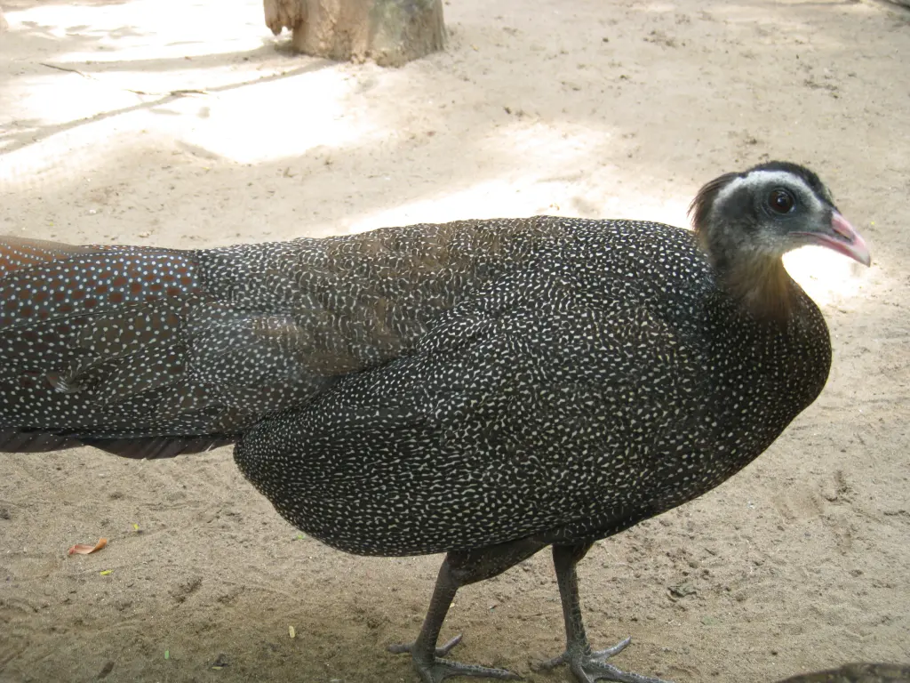 冠眼斑雉(Rheinardia ocellata)
