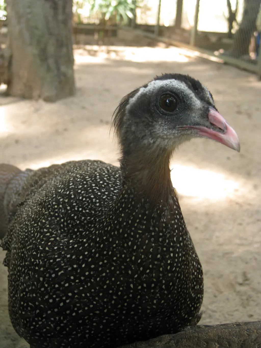 冠眼斑雉(Rheinardia ocellata)