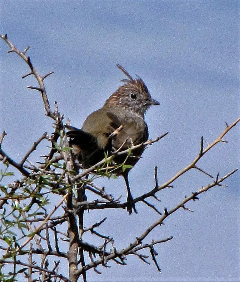 冠窜鸟(Rhinocrypta lanceolata)
