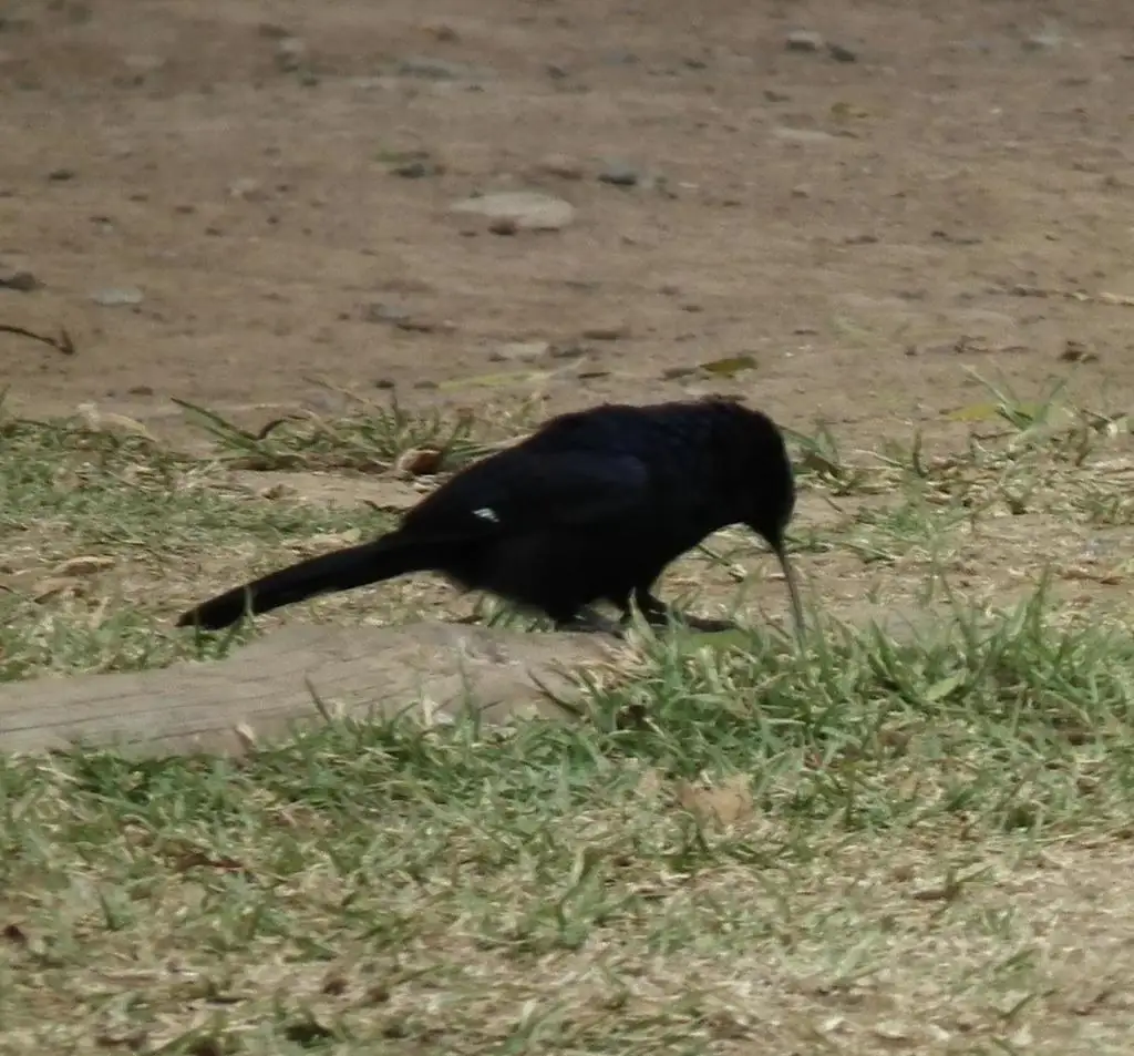 弯嘴林戴胜（Rhinopomastus cyanomelas）