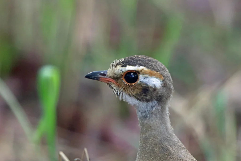 铜翅走鸻(Rhinoptilus chalcopterus)