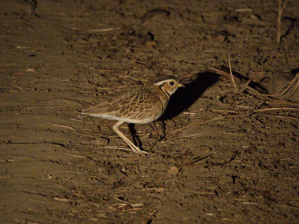 栗颈走鸻(Rhinoptilus cinctus)