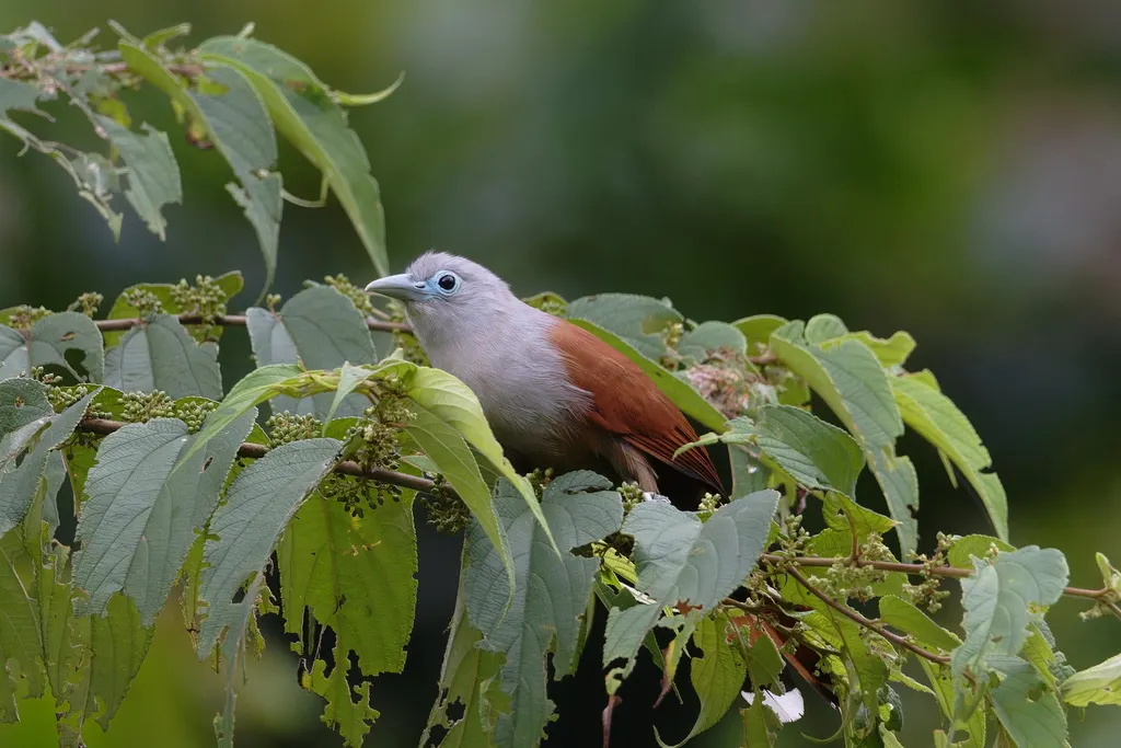 棕胸地鹃(Rhinortha chlorophaea)