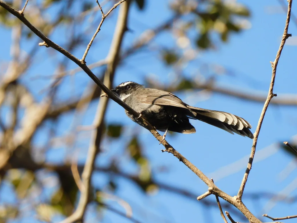 白喉扇尾鹟（Rhipidura albicollis）