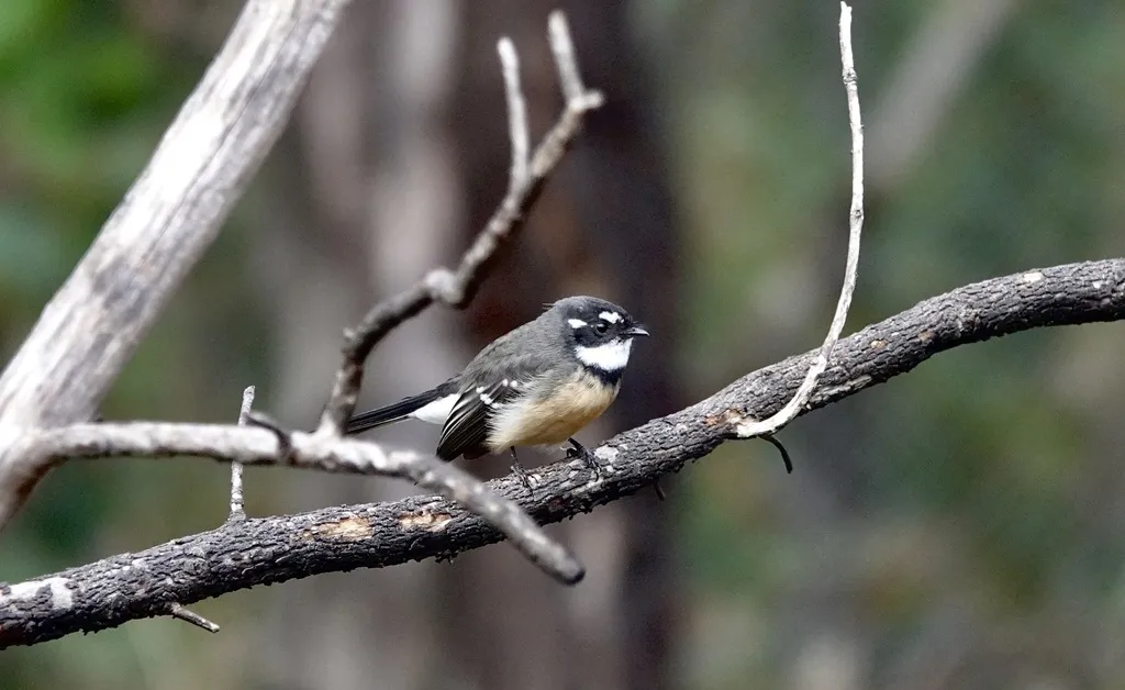 灰扇尾鹟(Rhipidura albiscapa)