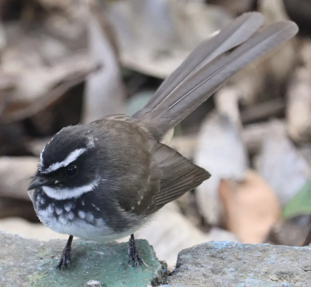 白点扇尾鹟（Rhipidura albogularis）