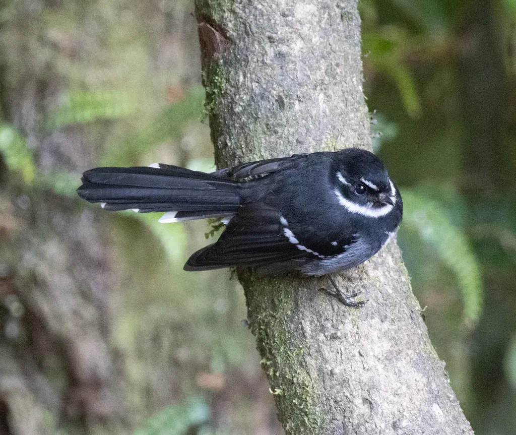睦扇尾鹟(Rhipidura albolimbata)