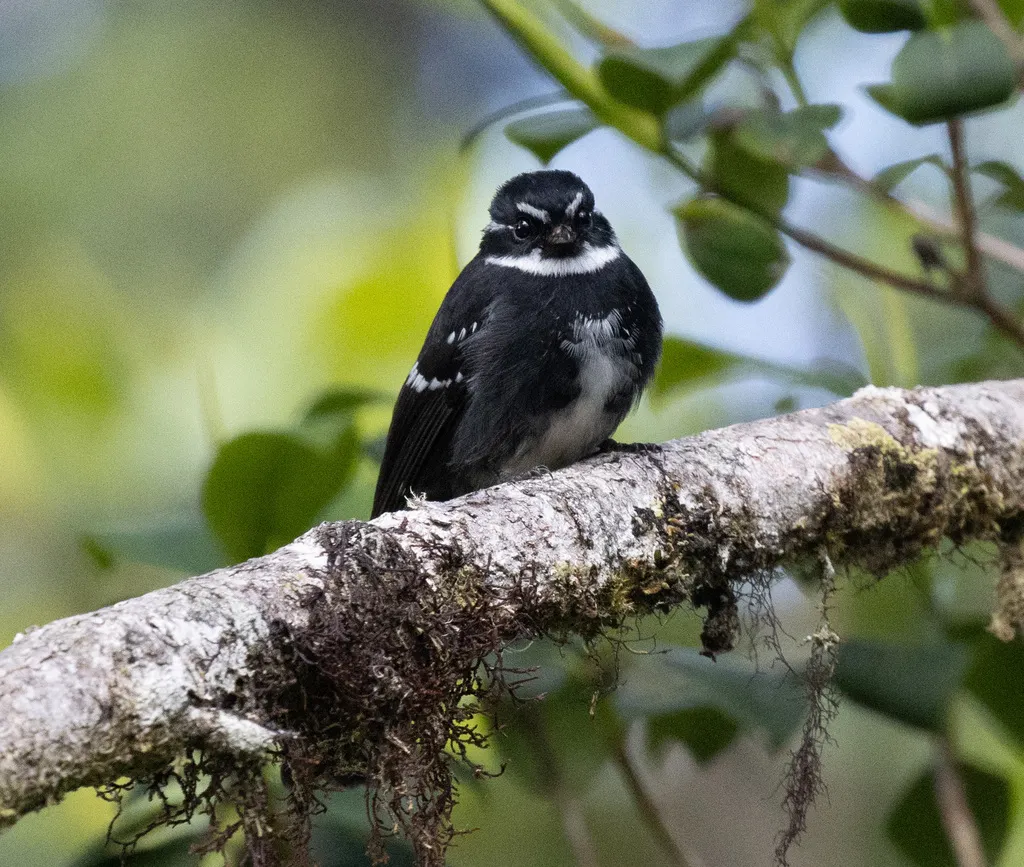 睦扇尾鹟(Rhipidura albolimbata)