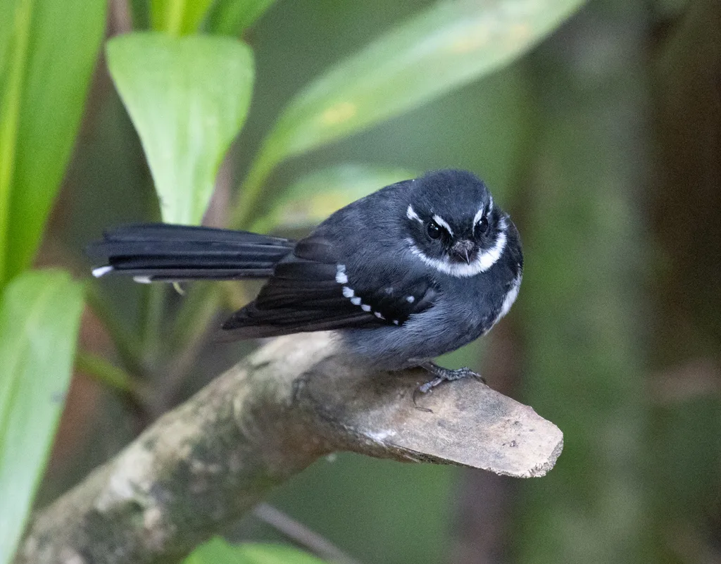 睦扇尾鹟(Rhipidura albolimbata)