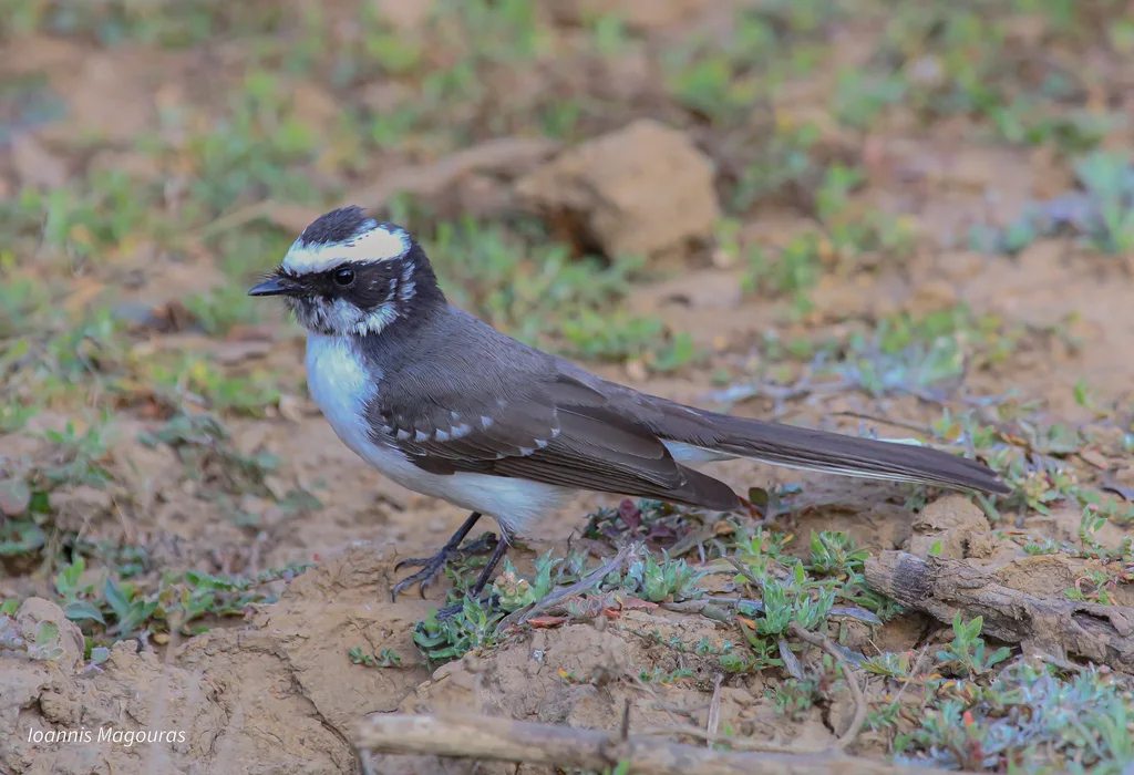 白眉扇尾鹟(Rhipidura aureola)