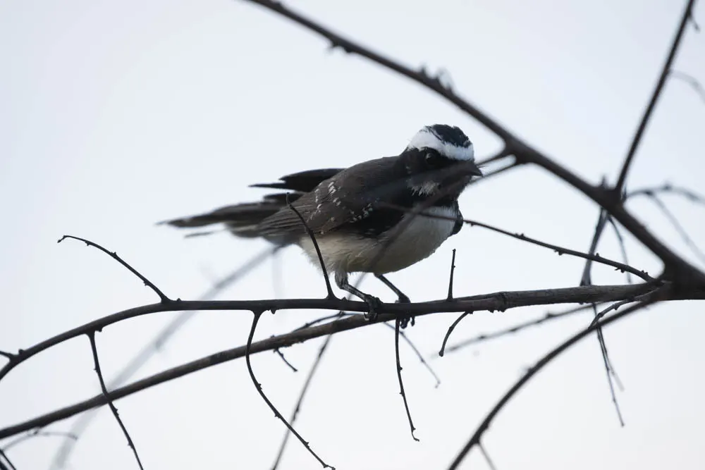 白眉扇尾鹟(Rhipidura aureola)