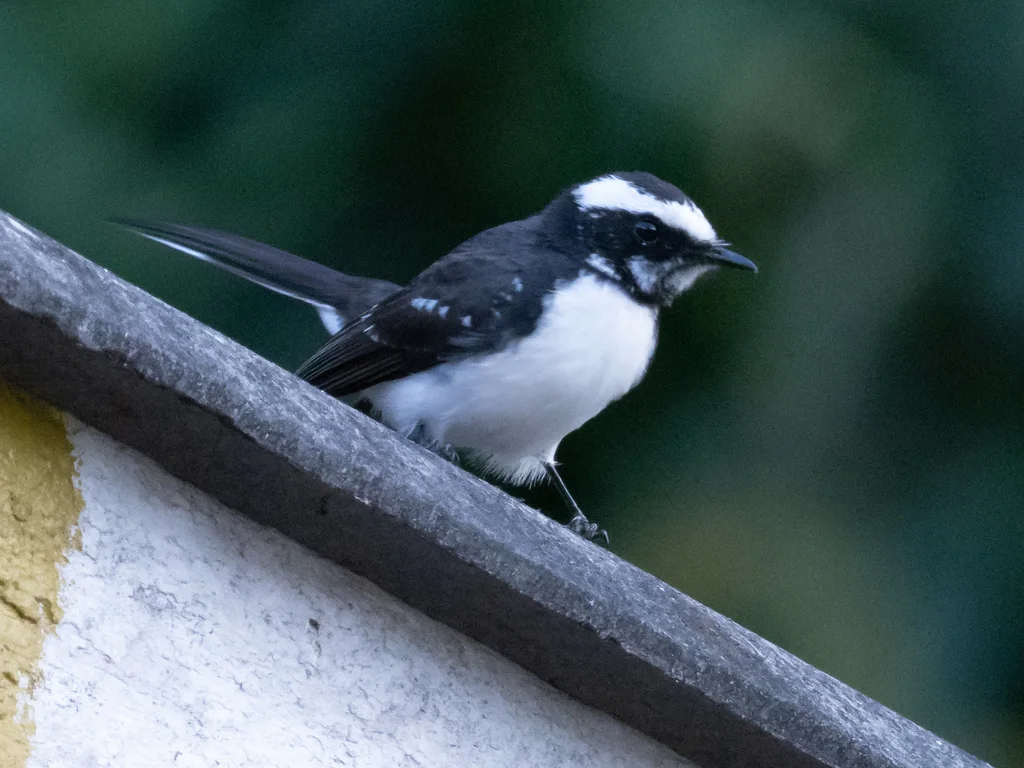 白眉扇尾鹟(Rhipidura aureola)