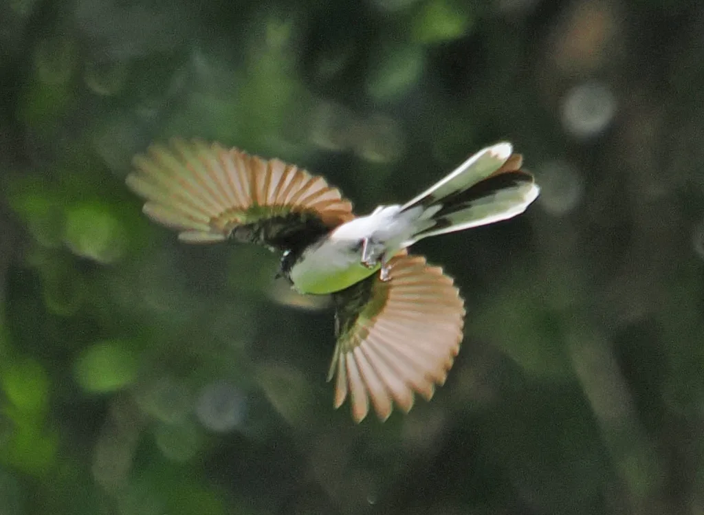 白眉扇尾鹟(Rhipidura aureola)