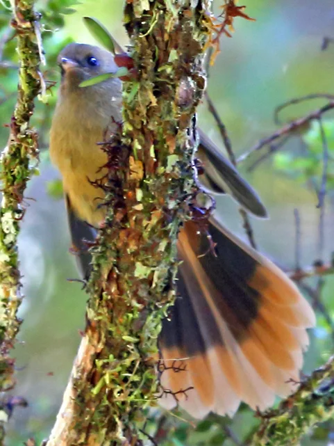 棕色扇尾鹟（Rhipidura brachyrhyncha）