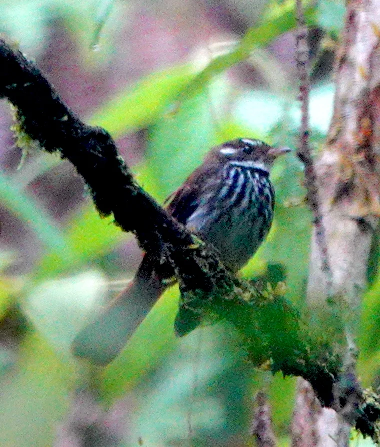 特尼扇尾鹟(Rhipidura dedemi)