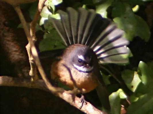 山扇尾鹟(Rhipidura drownei)