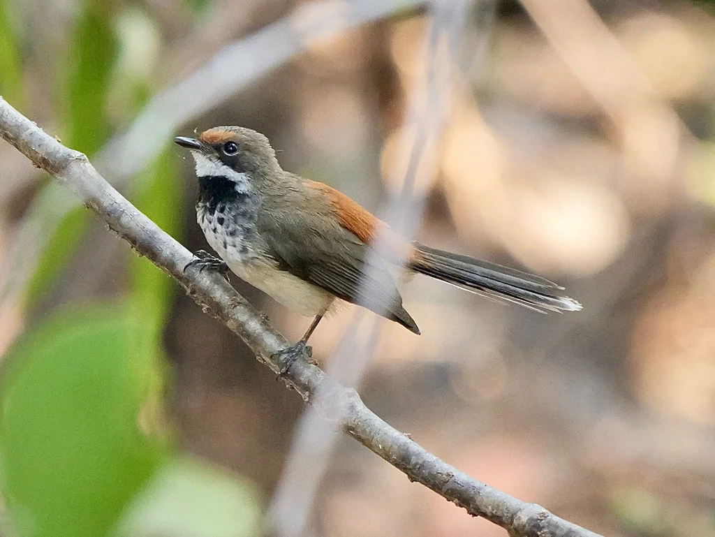 杂色扇尾鹟(Rhipidura dryas)