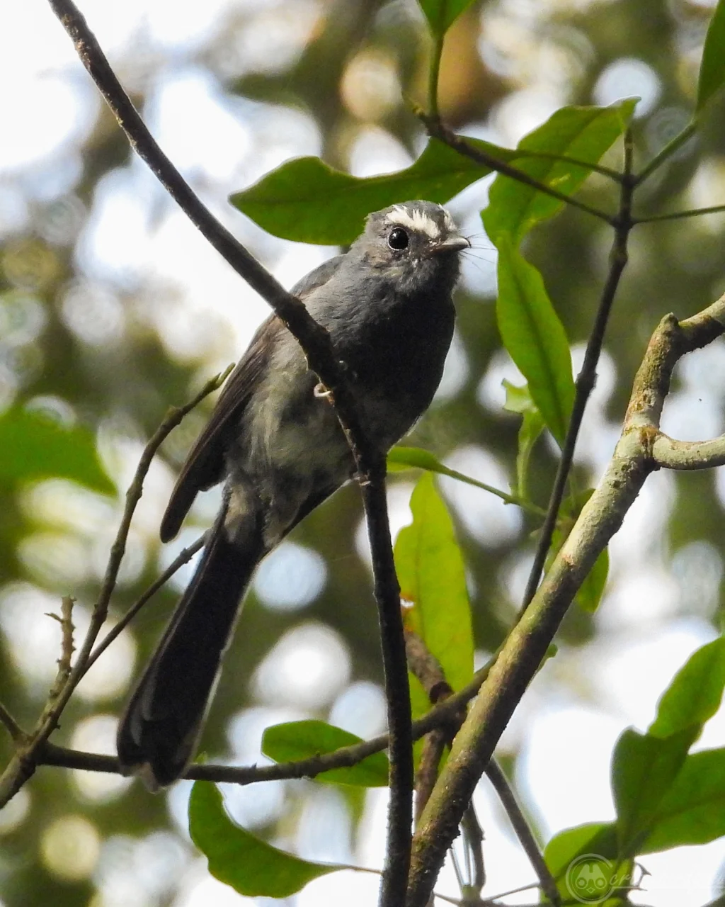 白腹扇尾鹟(Rhipidura euryura)