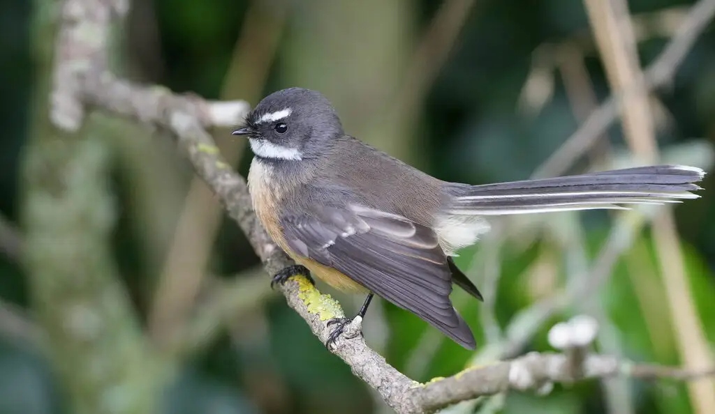 新西兰灰扇尾鹟(Rhipidura fuliginosa)