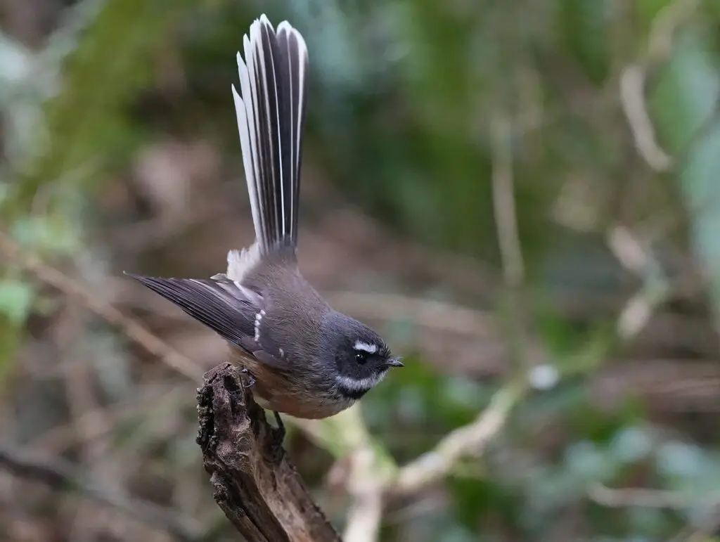 新西兰灰扇尾鹟(Rhipidura fuliginosa)