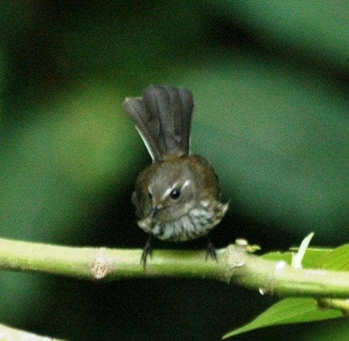 点胸扇尾鹟(Rhipidura verreauxi)
