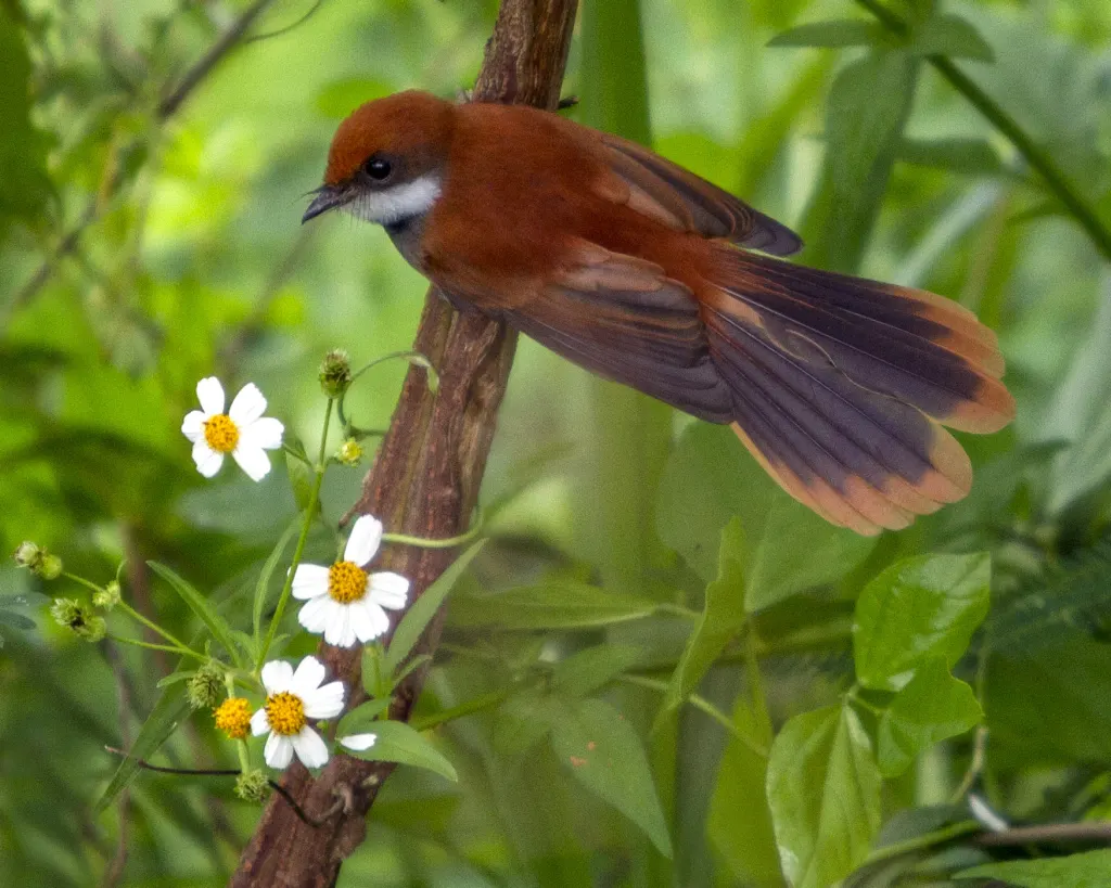帕劳扇尾鹟(Rhipidura lepida)