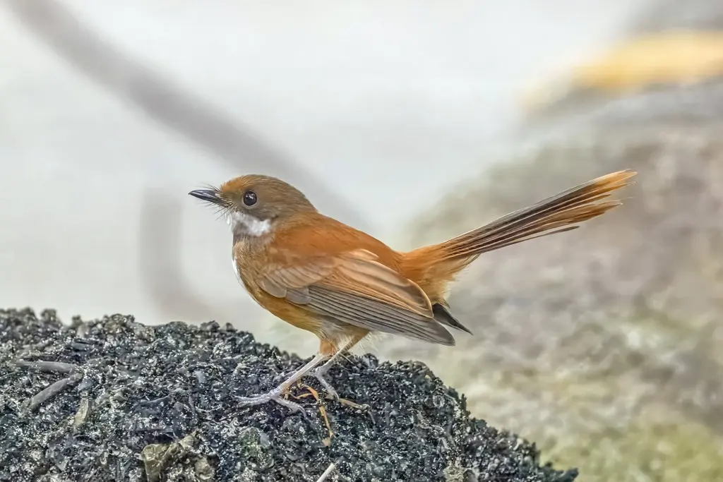 帕劳扇尾鹟(Rhipidura lepida)