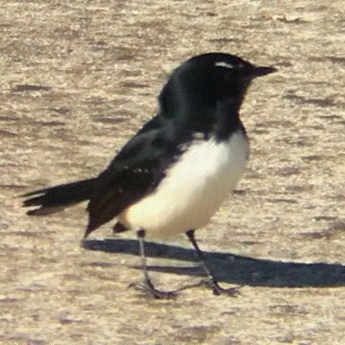 黑白扇尾鹟（Rhipidura leucophrys）
