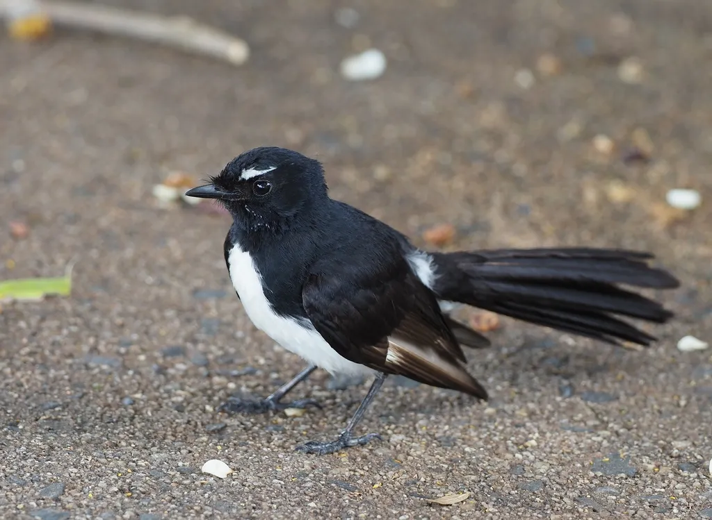 黑白扇尾鹟（Rhipidura leucophrys）