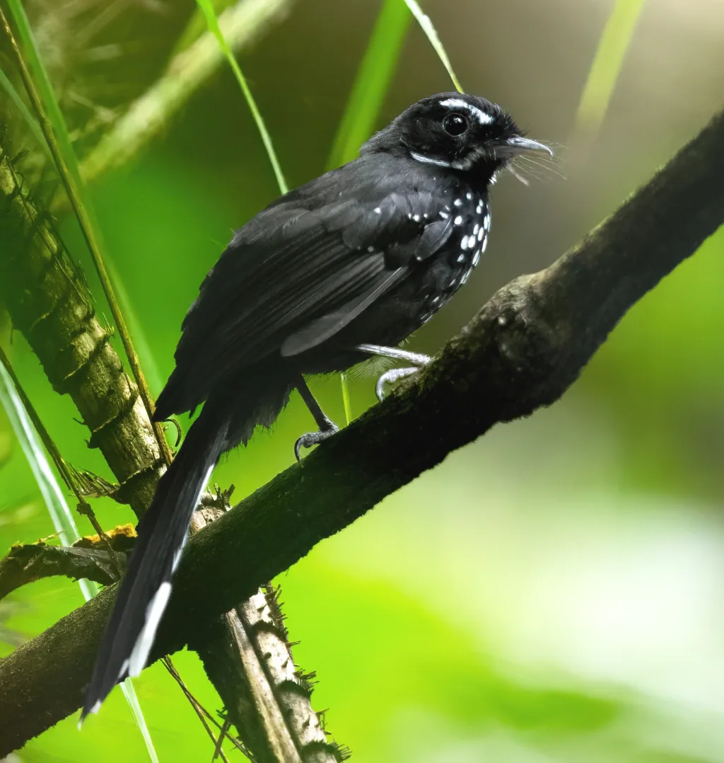 黑薮扇尾鹟(Rhipidura maculipectus)