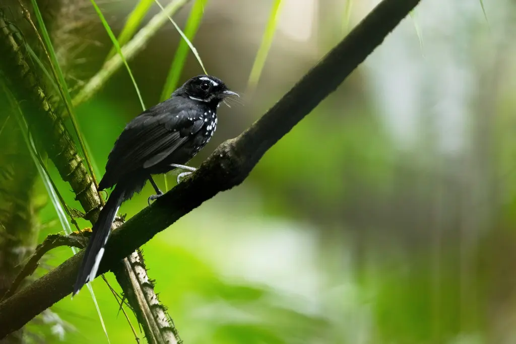 黑薮扇尾鹟(Rhipidura maculipectus)