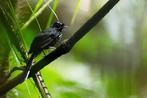 黑薮扇尾鹟