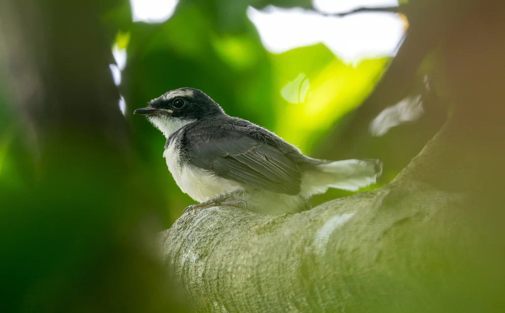 菲律宾斑扇尾鹟(Rhipidura nigritorquis)