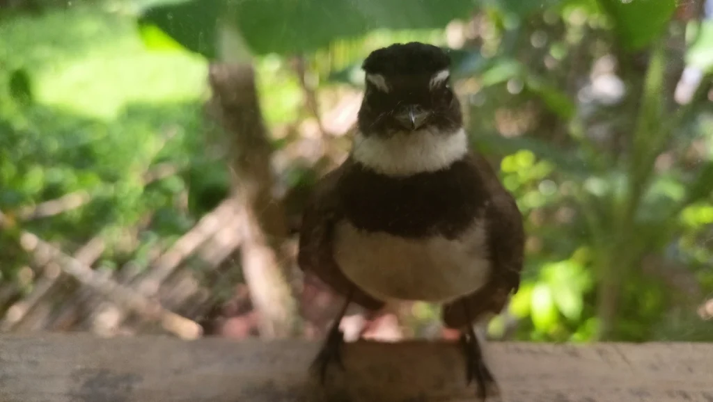 菲律宾斑扇尾鹟(Rhipidura nigritorquis)